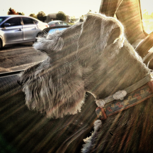 Pet Supply Store «PetSmart», reviews and photos, 3500 IN-38, Lafayette, IN 47905, USA