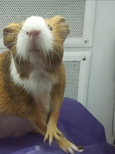 Pet Supply Store «Petco Animal Supplies», reviews and photos, 1060 U.S. 9, Parlin, NJ 08859, USA