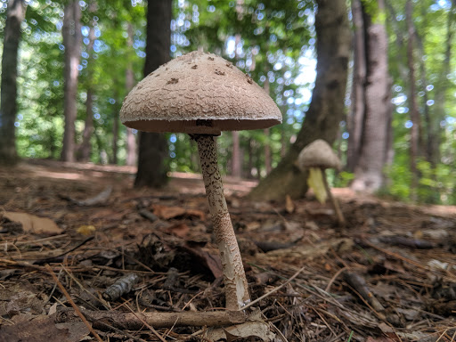 Disc Golf Course «Bellamy Park Disc Golf», reviews and photos, Bellamy Rd, Dover, NH 03820, USA