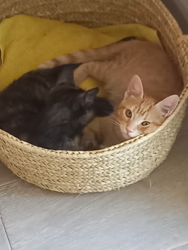 Veterinaria Karina Pirron en Palma Nova