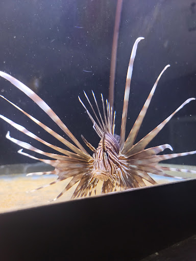 Aquarium «Marine EXTREMES», reviews and photos, 6257 E 21st St N, Wichita, KS 67208, USA