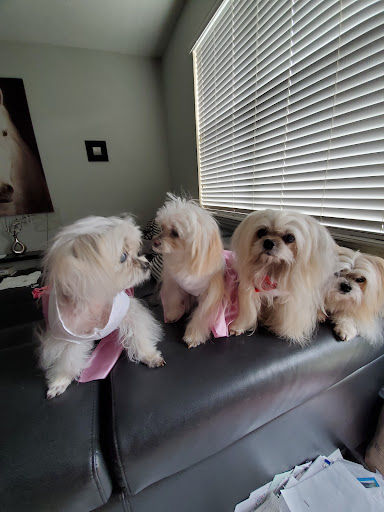 Pet Groomer «Woof Gang Bakery & Grooming Lake Nona - Retail, Grooming», reviews and photos, 10743 Narcoossee Rd, Orlando, FL 32832, USA