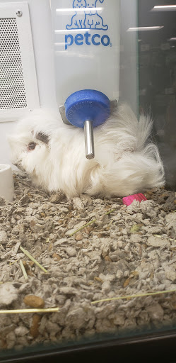 Pet Supply Store «Petco Animal Supplies», reviews and photos, 1203 SE Everett Mall Way f, Everett, WA 98208, USA