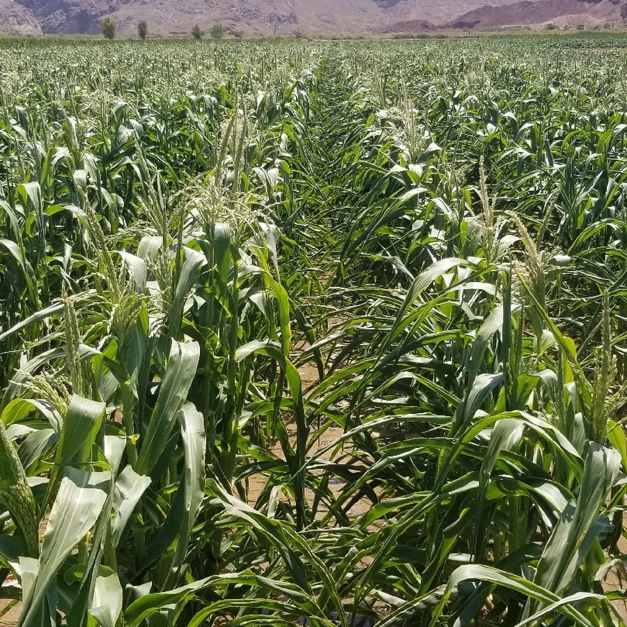 Moapa Valley Corn Maze
