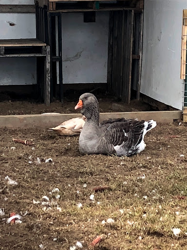 Tourist Attraction «Shipshewana Corn Maze», reviews and photos, 505 Morton St, Shipshewana, IN 46565, USA