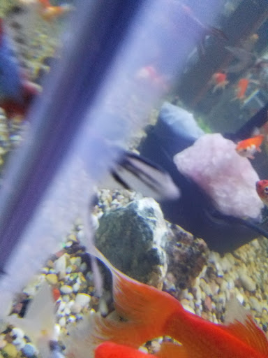 Pet Supply Store «Pet Station Jackson», reviews and photos, 1617 E Michigan Ave, Jackson, MI 49202, USA