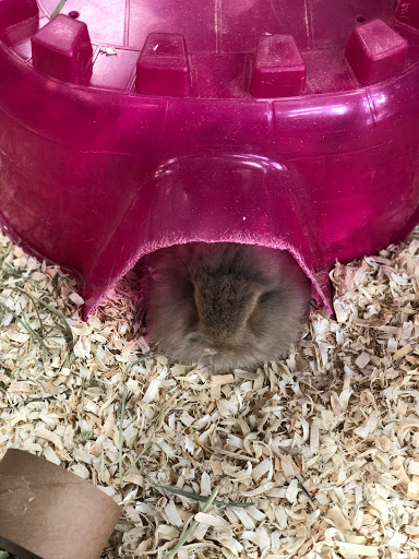 Pet Store «Pet Nation Llc», reviews and photos, 1898 Andorra St, Navarre, FL 32566, USA