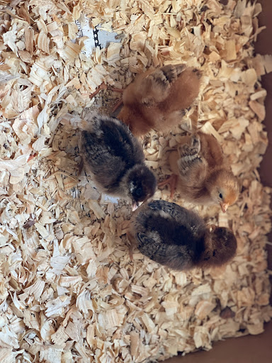 Animal Feed Store «New Braunfels Feed & Supply», reviews and photos, 810 Loop 337, New Braunfels, TX 78130, USA