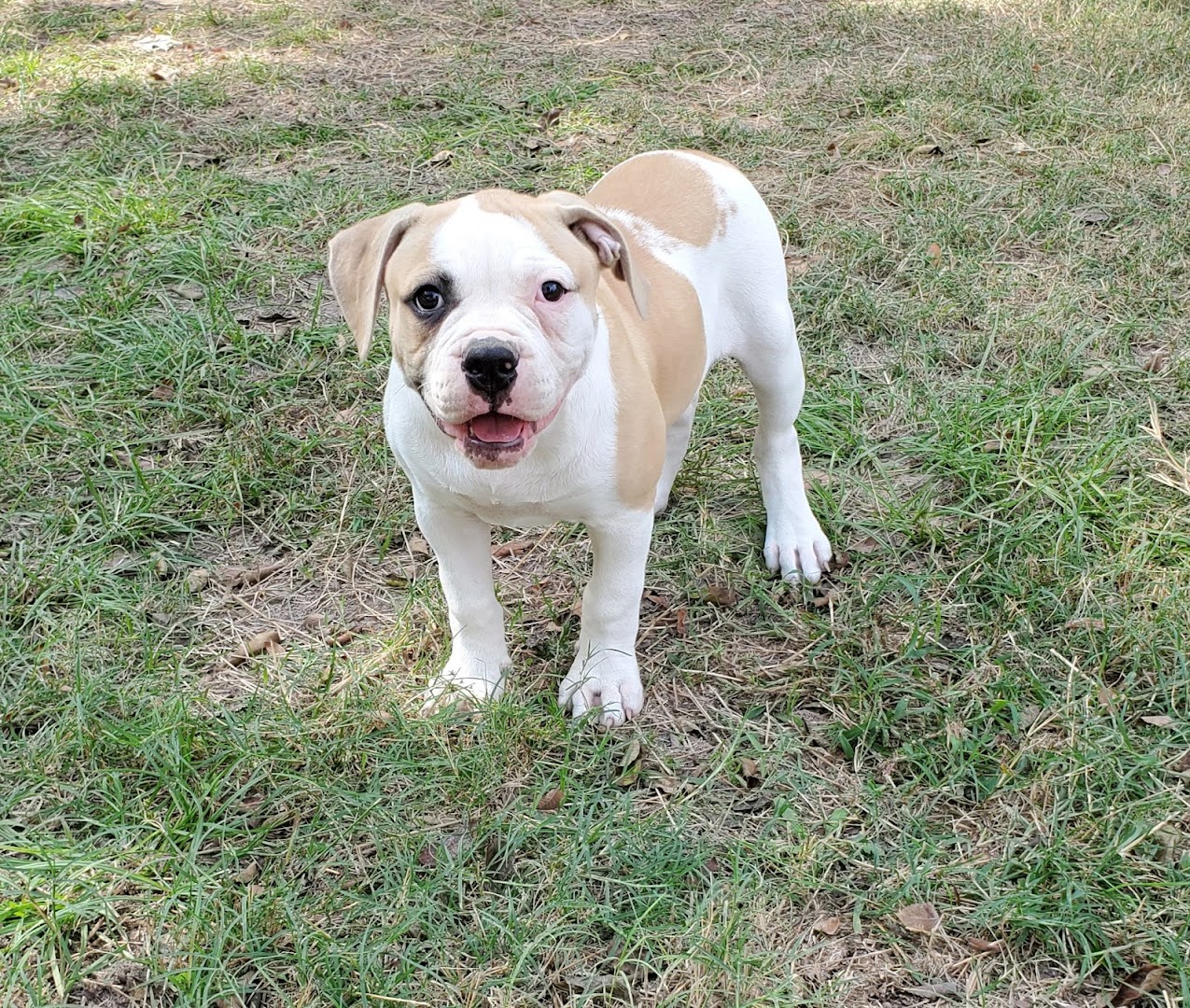 Rock Bottom Kennels