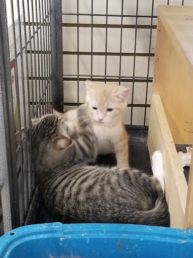 Pet Supply Store «Pet Supplies Plus», reviews and photos, 7315 Mentor Ave, Mentor, OH 44060, USA