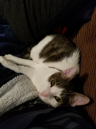 Pet Supply Store «PetSmart», reviews and photos, 10830 Olson Dr, Rancho Cordova, CA 95670, USA