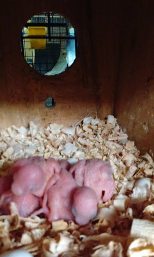 Pet Store «Pet Haven Pet Shop», reviews and photos, 19 US-6, Valparaiso, IN 46385, USA