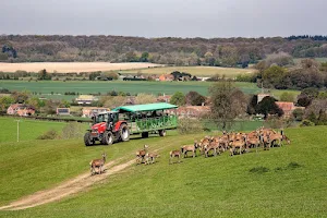 Bucklebury Farm & Deer Safari Park image