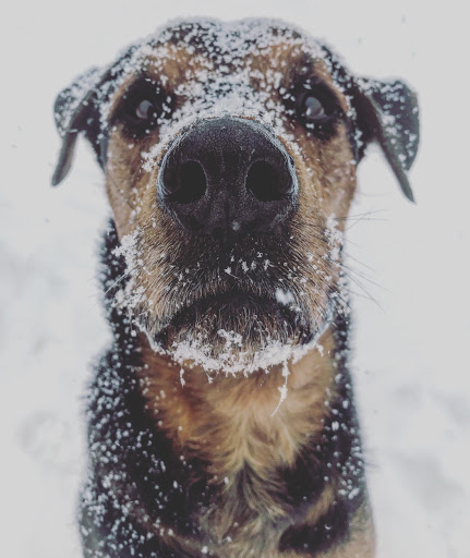 Pet Supply Store «Willow Farm Pet Services», reviews and photos, 21 VT-106, North Springfield, VT 05150, USA