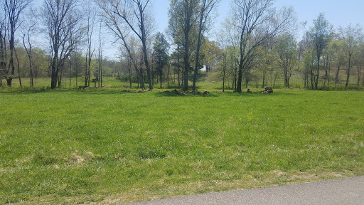 Nature Preserve «Elk and Bison Prairie», reviews and photos, Elk & Bison Prairie Rd, Golden Pond, KY 42211, USA