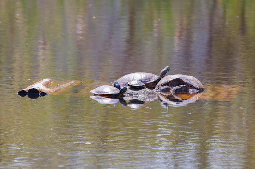 Park «Ellanor C. Lawrence Park», reviews and photos, 5040 Walney Rd, Chantilly, VA 20151, USA