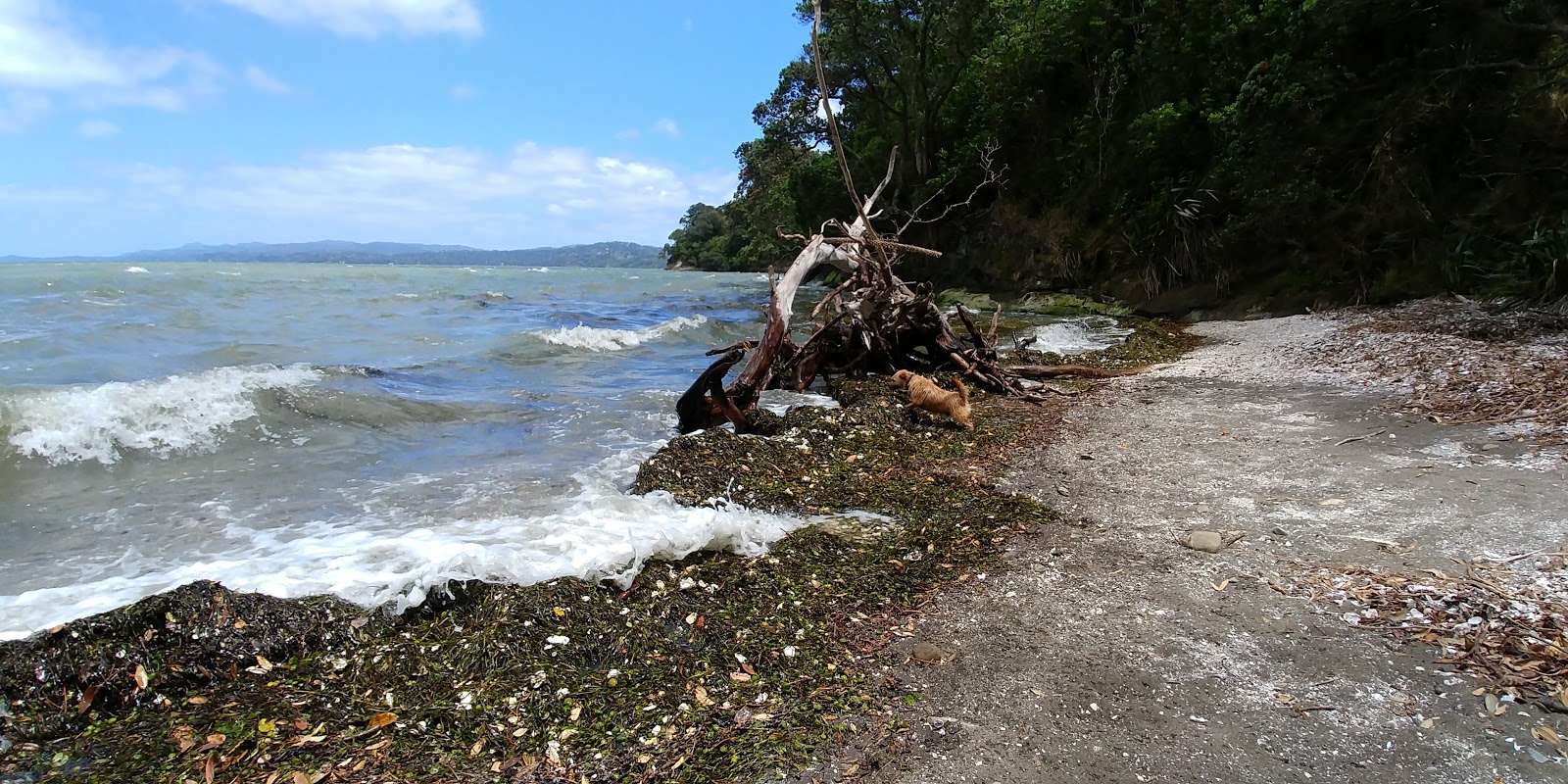 Foto av Manukau Beach med rak strand
