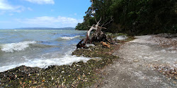 Zdjęcie Manukau Beach z direct beach