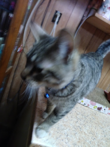 Pet Supply Store «Windmill Feed & Pet Supply», reviews and photos, 350 Main St, New Market, MN 55054, USA