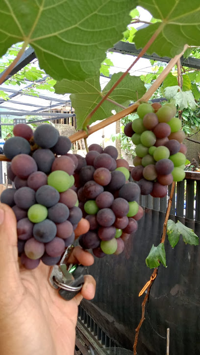 Kebun Anggur Deni Sibolang