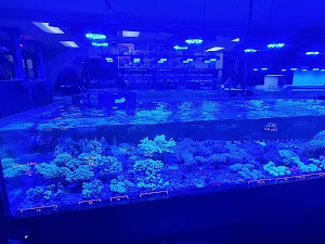 Top Shelf Aquatics - photo 58