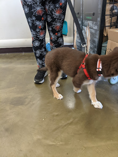 Pet Supply Store «Pet Supplies Plus», reviews and photos, 1155 Washington Pike, Bridgeville, PA 15017, USA