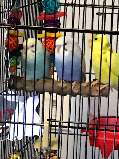 Pet Store «Oasis Tropicals», reviews and photos, 507 Commerce St, Pleasanton, TX 78064, USA