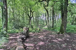 Ballyannan Wood image