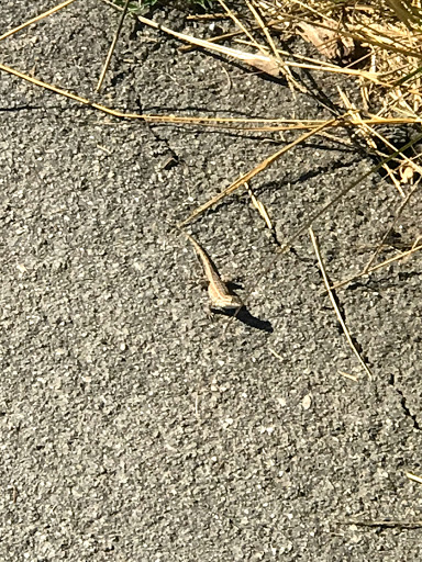 Nature Preserve «Peter and Mary Muth Interpretive Center», reviews and photos, 2301 University Dr, Newport Beach, CA 92660, USA