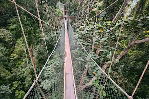 Canopy Walkway Kuala Tahan National Park image