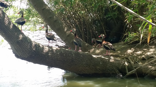 Park «Pendleton Park», reviews and photos, 1427 Morgan Blvd, Harlingen, TX 78550, USA