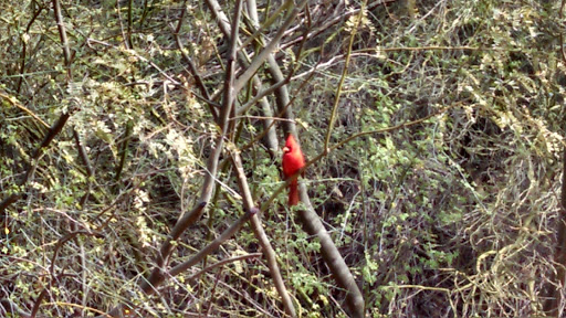 Park «Arizona Horse Lovers Park», reviews and photos, 19224 N Tatum Blvd, Phoenix, AZ 85050, USA