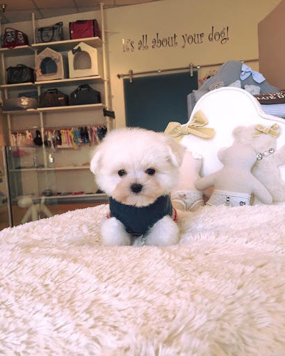 Pet Supply Store «Woof Woof Puppies & Boutique», reviews and photos, 29555 Northwestern Hwy, Southfield, MI 48034, USA