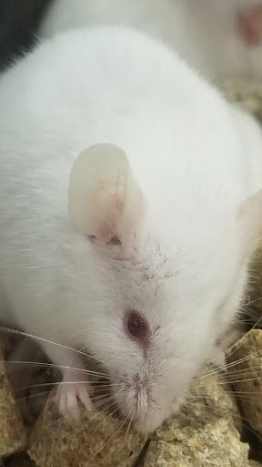 Pet Supply Store «Petco Animal Supplies», reviews and photos, 1333 Centennial Ave, Piscataway Township, NJ 08854, USA