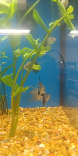 Pet Supply Store «Petco Animal Supplies», reviews and photos, 8775 SW Tualatin-Sherwood Rd, Tualatin, OR 97062, USA