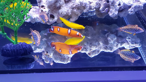 Tropical Fish Store «Barrier Reef Aquariums», reviews and photos, 1717 NE 44th St # A, Renton, WA 98056, USA