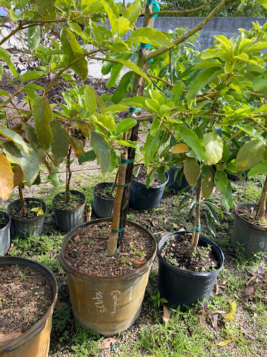 Wholesale Plant Nursery «Galloway Farm Nursery Inc.», reviews and photos, 7790 SW 87th Ave, Miami, FL 33173, USA