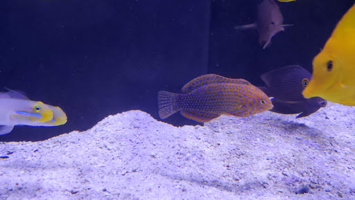 Tropical Fish Store «Barrier Reef Aquariums», reviews and photos, 1717 NE 44th St # A, Renton, WA 98056, USA