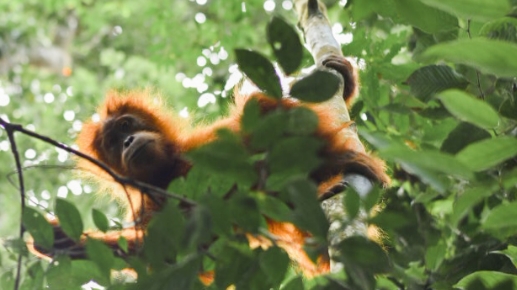 Gambar Jungle Trekking Sumatra