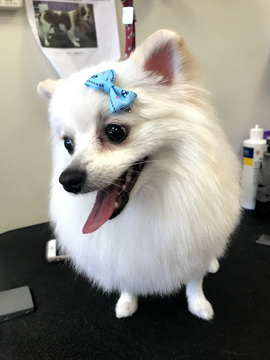 Happy Dogs Grooming