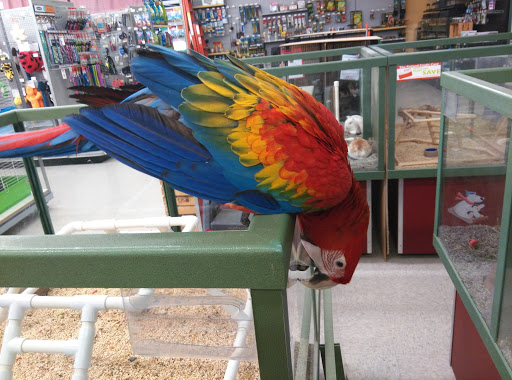 Pet Store «Petland Plano», reviews and photos, 1301 Custer Rd #405, Plano, TX 75075, USA