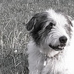 Photo n°8 de l'avis de raffaella.A fait le 02/08/2021 à 08:35 sur le  Hotel Residence Primula à Alassio