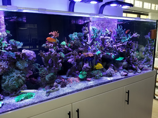 Tropical Fish Store «Blue Earth Corals & Aquariums», reviews and photos, 5791 Desoto Rd, Lake Worth, FL 33463, USA