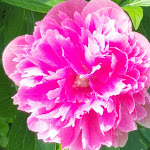 Photo n° 22 de l'avis de Laurent.e fait le 24/05/2020 à 21:06 pour Chèvrerie de Nesle la Reposte - Boutique de fromages de chèvre et autre spécialités à Villenauxe-la-Grande