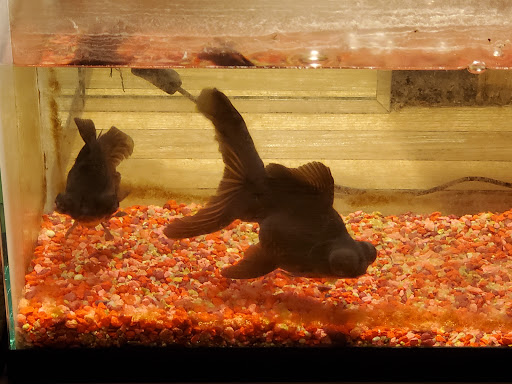 Pet Supply Store «Petco Animal Supplies», reviews and photos, 1500 N Town E Blvd, Mesquite, TX 75150, USA