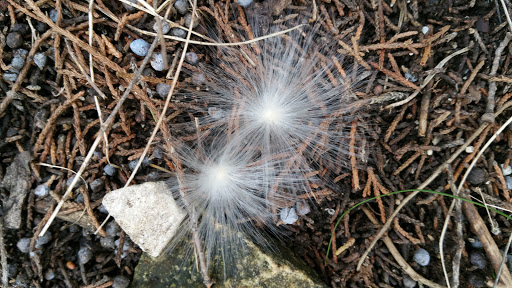 Nature Preserve «Cedar Mountain Nature Preserve», reviews and photos, 1300 Farm to Market 1382, Cedar Hill, TX 75104, USA