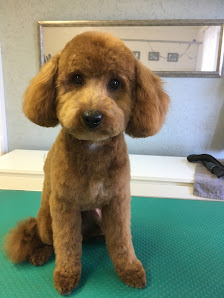 Hundesalon Mery Dog-Grooming 
