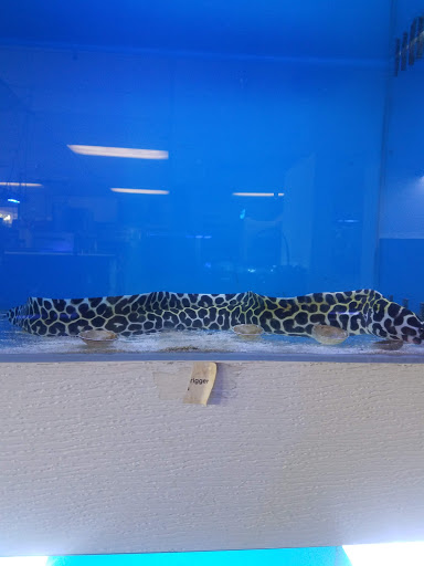 Pet Store «Pet World», reviews and photos, 891 Harriman Pl, San Bernardino, CA 92408, USA