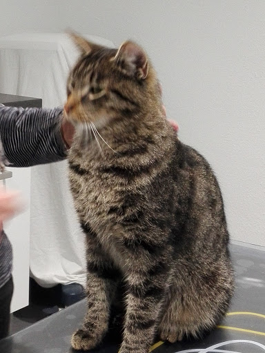 Tierarztpraxis am Lahberg unter Ilsede, 