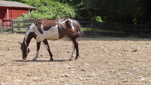 Animal Rescue Service «Ray of Light Farm Inc», reviews and photos, 232 Town St, East Haddam, CT 06423, USA